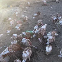 بوقلمون قرمز زیر قیمت|حیوانات مزرعه|بانه, |دیوار