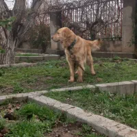 واگذاری ماده گلدن اصیل