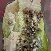 جوجه حلزون یکماهه