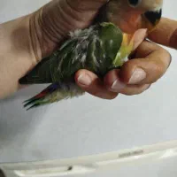 جوجه دو ماهه برزیلی از نژاد اوپال|پرنده|فردیس, سرحد آباد|دیوار