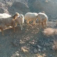 بره نر گوشتی|حیوانات مزرعه|بیرجند, |دیوار