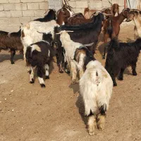 ۱۰ بز و ۱۰ بزغاله|حیوانات مزرعه|پلدختر, |دیوار