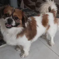 سگ پاکوتاه|سگ|مشهد, نظام دوست|دیوار