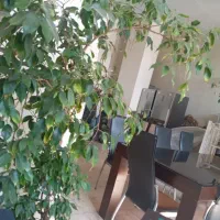 استخدام نظافتچی