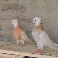 طوقی شیش دانگ و کلکسیونی|پرنده|مشهد, شهید احمدی روشن|دیوار