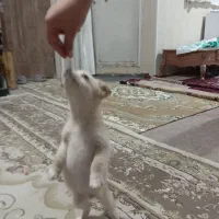 توله میکس پدراشپیتزمادرپامردوماهه