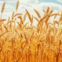 گندم دیم رقم هشترود تقریبا ۷۰۰ کیلو بوجاری شده