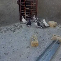 کبوتر|پرنده|شیراز, شاپورجان|دیوار