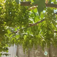 منزل در اختیار میهمان‌های جنگ زده استان های همجوار