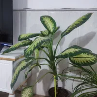 گل سرحال|گل و گیاه طبیعی|نیشابور, خط کاشمر|دیوار