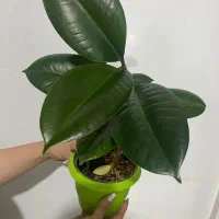 فروش گل و گلدان رز شاخه ای ۵۰