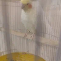 عروس هلندی لوتینو با قفس|پرنده|تهران, کوی بیمه|دیوار