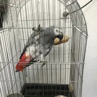 فروش ویژه کاسکو جفت و جوجه
