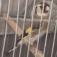 سهره|پرنده|تهران, میدان میوه و ترهبار مرکزی|دیوار