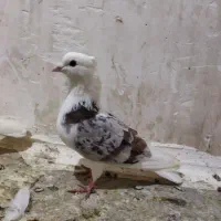 نر پلنگ تپر سرخ خال قدیم