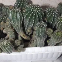 کاکتوس|گل و گیاه طبیعی|فیرورق, |دیوار