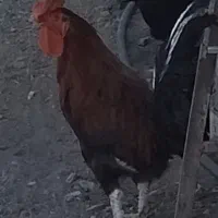خروس