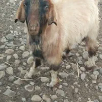 قوچ.چپش.میش فروشی|حیوانات مزرعه|پاتاوه, |دیوار