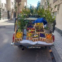 باغبانی و سمپاشی درختان در تمام نقاط شهر|خدمات باغبانی و درختکاری|مشهد, توس (بلوار توس)|دیوار