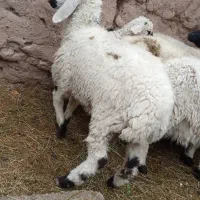 سه میش نری خورده اند و یک میش و بره ب فروش میرسد|حیوانات مزرعه|فهرج, |دیوار