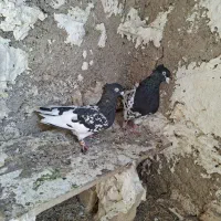 کبوتر کله سیاه جفتی|پرنده|مرودشت, رامجرد یک|دیوار