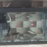 اکواریم با ماهی|ماهی|یزد, |دیوار