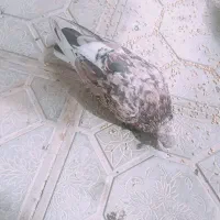 کفتر سرور نر