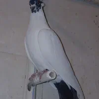 ۴جفت دم سیاه