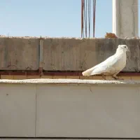 کفتر سفید|پرنده|خمینی‌شهر, |دیوار