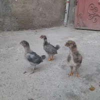 جوجه