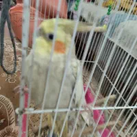 طوطی عروس ۸ماهه نر سخنگو