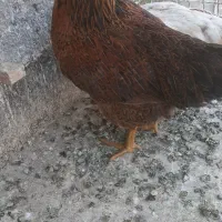 مرغ طاقچه