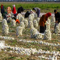 خریدمحصولات کشاورزی جنوب کرمان برای حجره داران