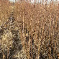 نهال میوه با باردهی تضمینی دانه ایی ۳۵ هزار