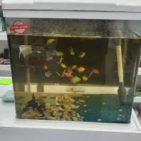 آکواریوم آکوا به همراه متعلقات و ماهی|ماهی|پرند, فاز ۳|دیوار