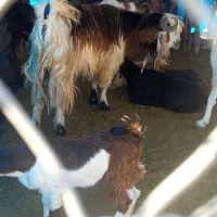 نرینگ فروشی قلعه گنج