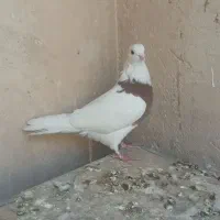 کبوتر طوقی کاغذی تهرانی دمگیر|پرنده|برخوار, |دیوار