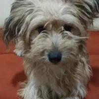 واگذار کردن توله سگ تریلر