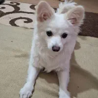 سگ اشپیتز پامر اصیل تربیت کامل بامزه