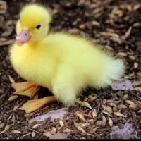 جوجه اردک اسرائیلی