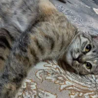 بچه گربه ماده