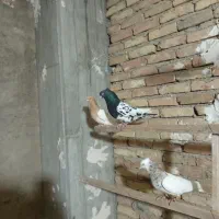 کفتر شهرستانی|پرنده|ری, شهید غیوری (ابن باویه)|دیوار