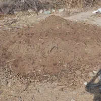 کود گوسفند