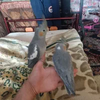 عروس هلندی نیم دستی