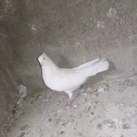 کبوتر کفتر سفید اراکی ماده|پرنده|مرودشت, بیست متری بیمارستان|دیوار