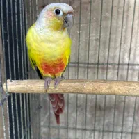 گرینچیک  امریکن