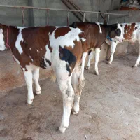 فروش گوساله نرسیمینتال عطیقه پرواری|حیوانات مزرعه|تهران, آبشار|دیوار