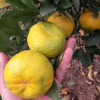 فروش نارنگی ژاپنی