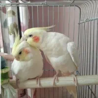 عروس هلندی