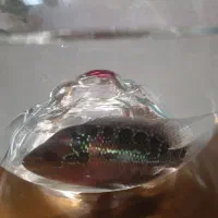 فلاور معاوضه با ماهی گیاه خوار